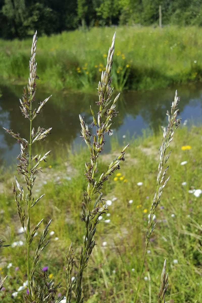 Arrhenatherum Elatius arrhenatherum-elatius